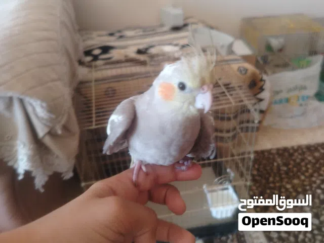 كوكتيل اليف للتبديل على اكس بوكس او بلاستيشن 3 اقرا الوصف