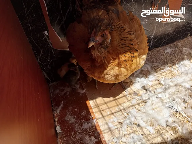 دجاج للبيع