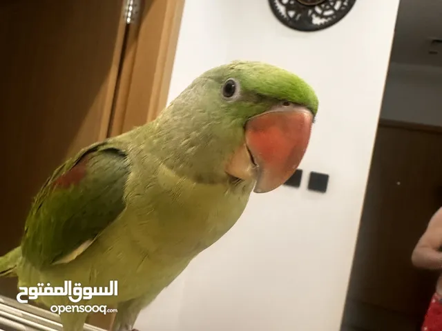 Alexandrine parrot 8 months age