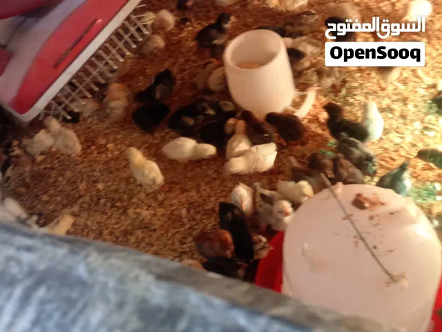صوص بلدي عمره 10 يوم  عمر 17 يوم