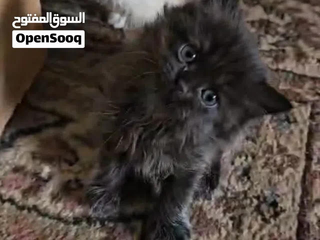 Rare Black Persian Kitten