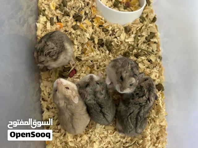 هامستر روسي
