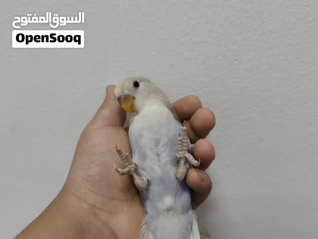 طير لاف بيرد للبيع