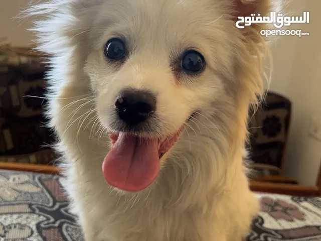 لولو فوكس للبيع قابل للتفاوض