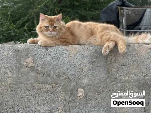 بيع قط مستعجل