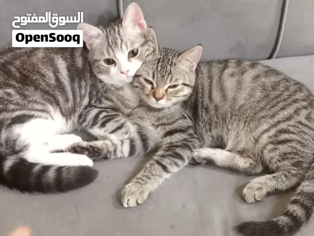 قطط مكس للتبني