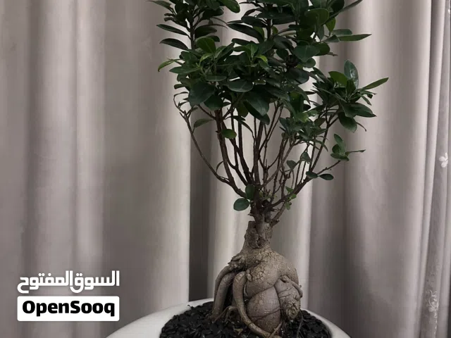 شجرة بونساي
