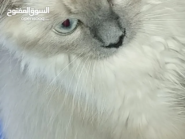 هملايا للبيع