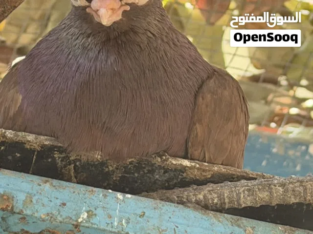 حمام جعفري سودان