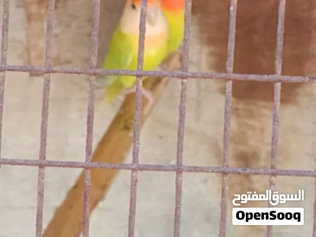 متوفر زوز كوبيات ربي يبارك مضنونات ومطلعه انتاج