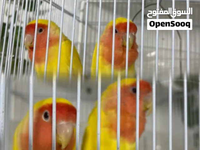 طير  لاو فبيره