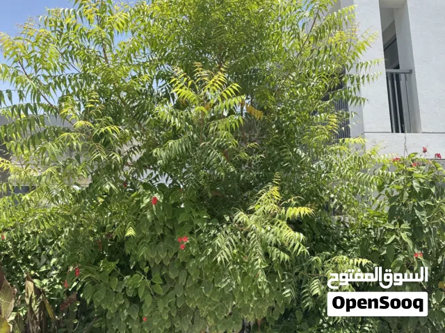 Neem tree around 4 meters