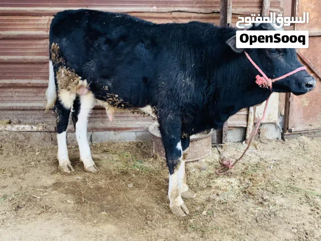 عجول ثنين حلوات نوعيه مال رباط سعرهن ثنينهن 3,600 مكاني بصره شط ألعرب الكباسي