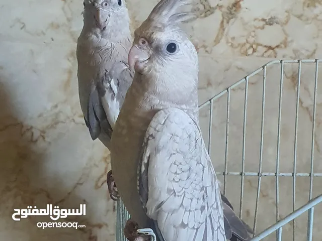 جوز كوكتيل وايت فيس