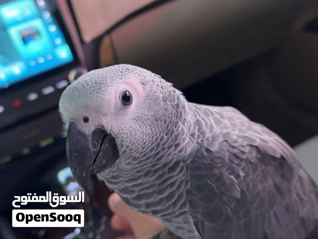 كاسكو سوبر جامبو حجم الكبير طير حي ممتاز و صحته جيده تم عطاءه جميع الفيتامينات عمره 4 شهور