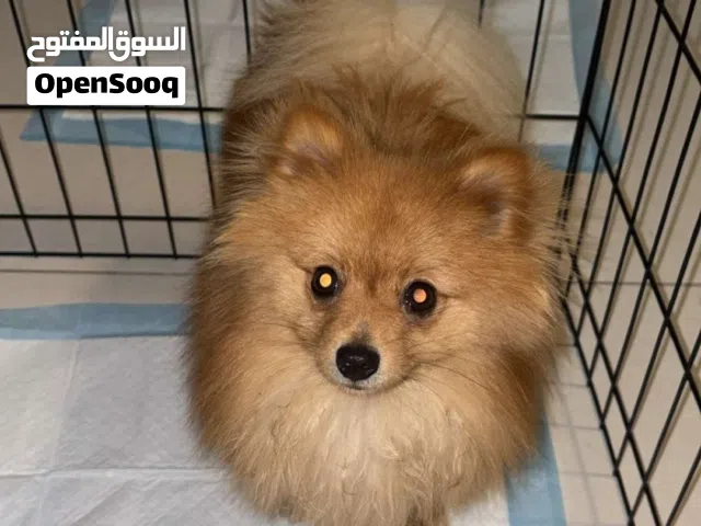 بومارينيان عمره 8شهور ذكر