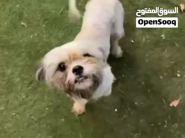 ذكر شيتزو لعوب بيعه مستعجله
