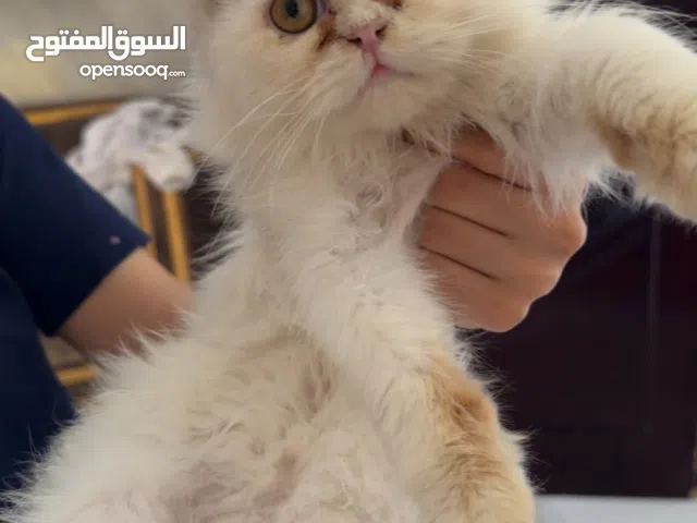 قط ذكر مكس هملايا شيرازي للتبني مجاناً