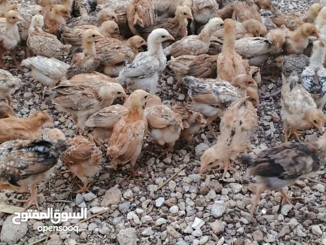 خم حمام بلدي ومعو انواع +صيصان بلدي عمر 33 يوم للبيع بسعر الحرق الله يبارك لصاحب النصيب