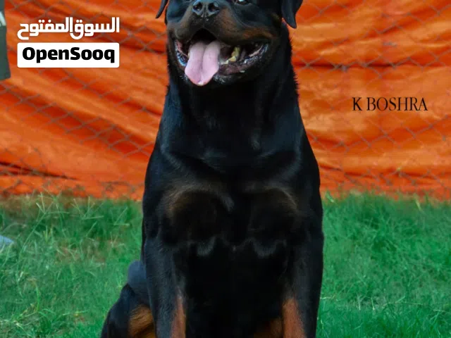Rottweiler للتزاوج فقط من اعلى خطوط الدم AMR NAGIB
