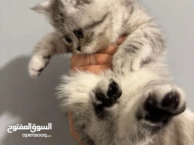 سكوتش وماربل