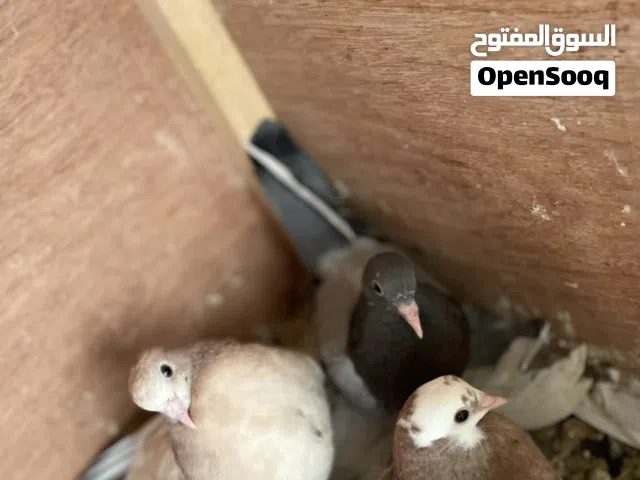 حمامات هزاز ربـِـჂ̤ يبارك للبيع