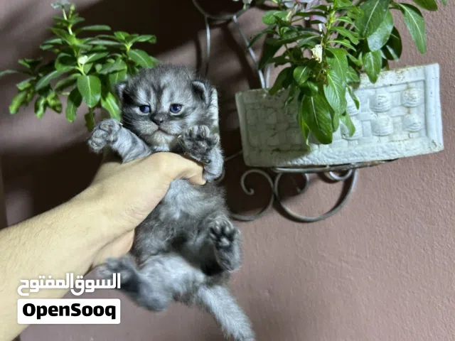 قطط مكس هملايا سكوتش