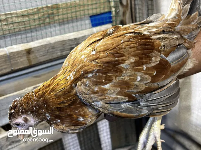 دجاج عرب مال بيت للبيع.