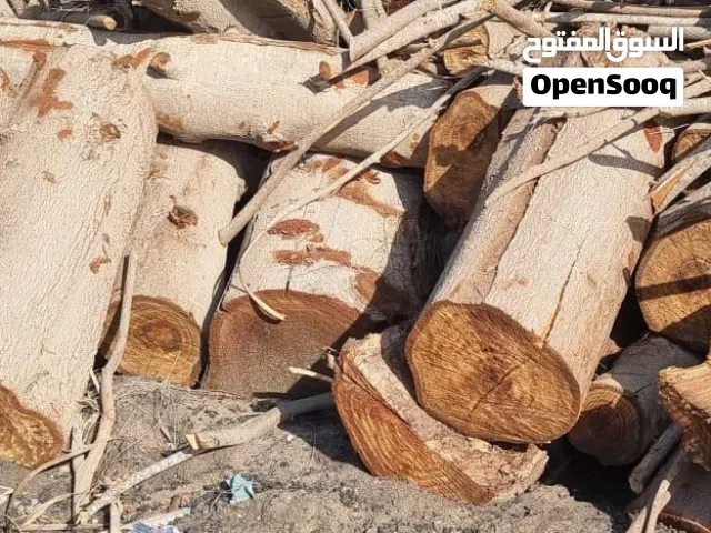 حطب الكازورينا للشواء وافران البيتزا , حطب للتصدير