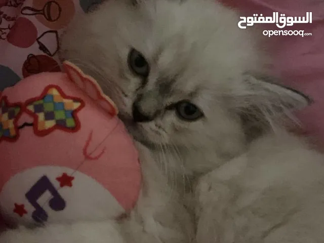 كيتن هيمالايا شهرين كيوت كثير