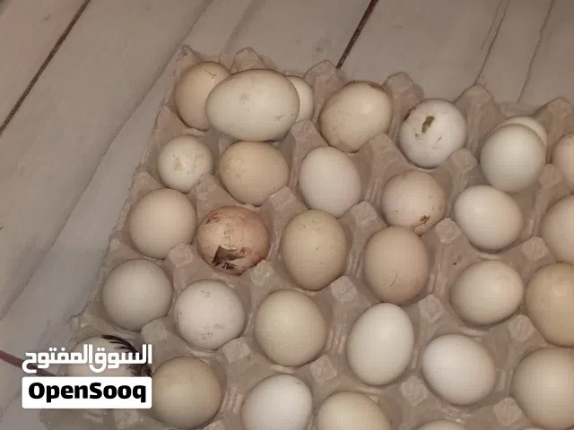 دحي عربي للاكل أو التحضين