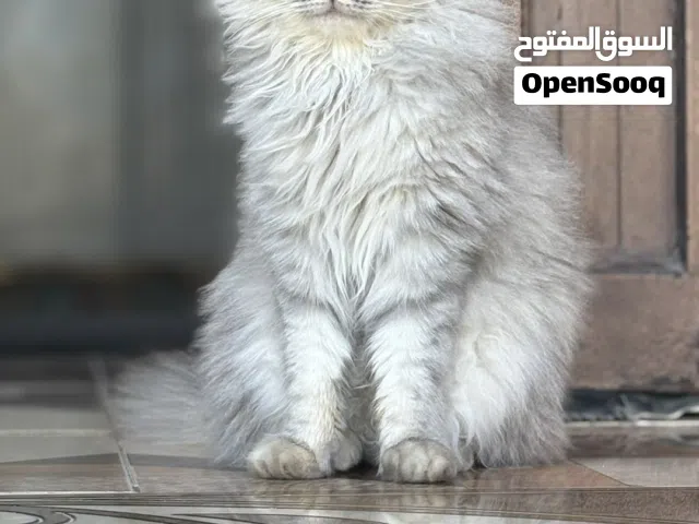 البيع قطه شيرازي