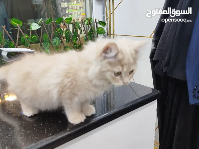 White cat 122
