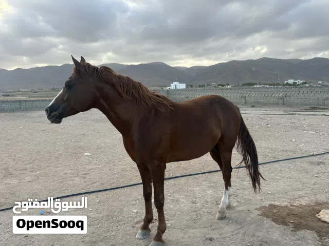 الخيل عربي