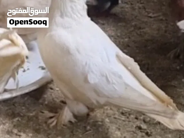 حمام للبيع كوم كامل