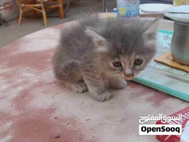 2 months old kittens 4 sale
