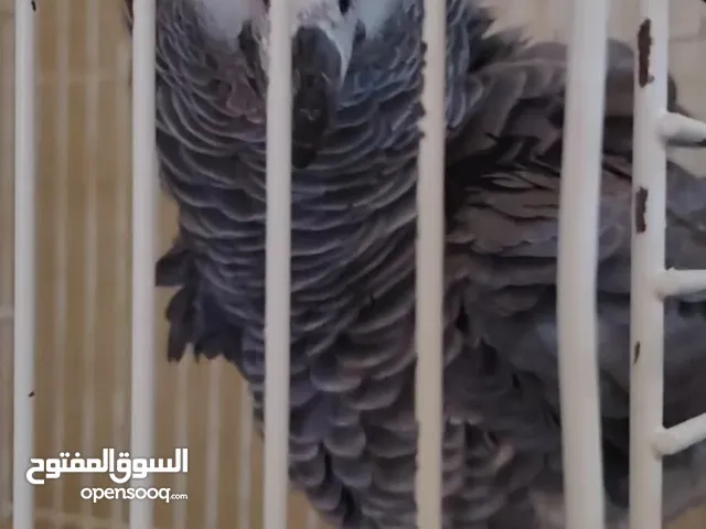 كاسكو جامبو ذكي جدا