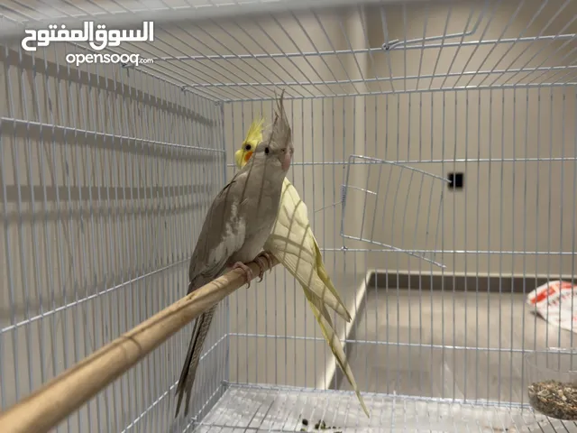 للبيع زوج كوكتيل (كروان)