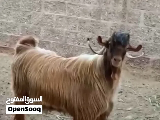 اضحيه تيس مخصاي سمين