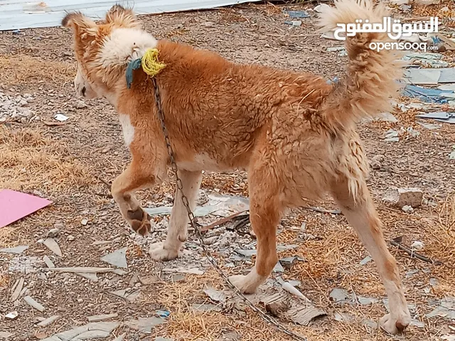 كلب مهجن بلوسي