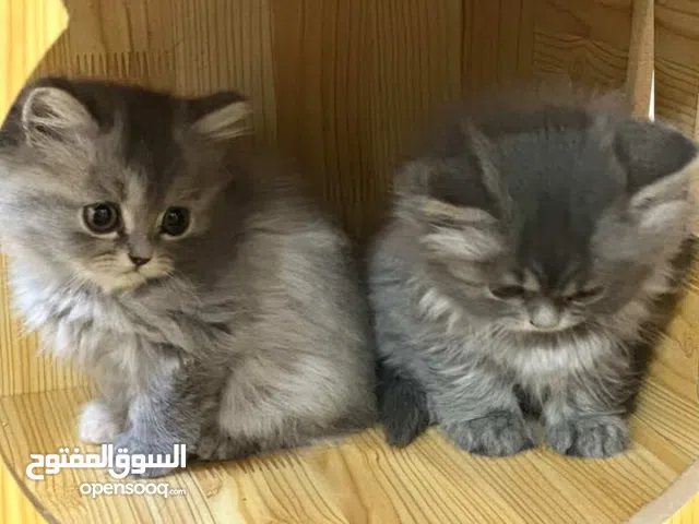 Persian female cats for sale