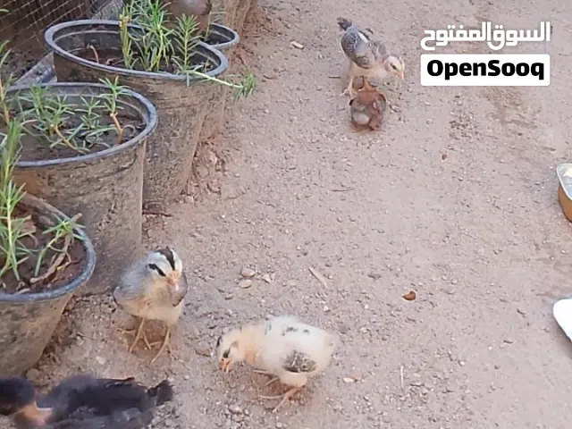 افراخ عرب وبو ركيبه