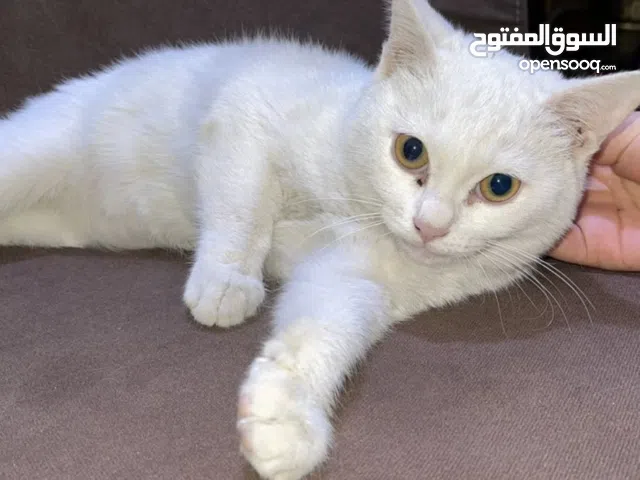 قطه معروضه إلى التبني