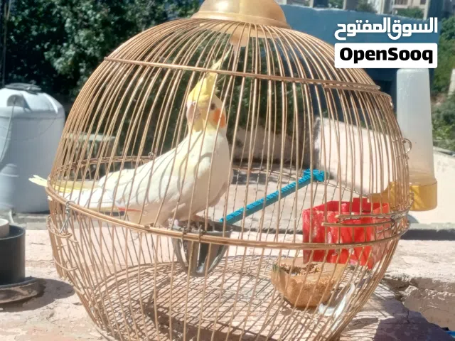 حبه كوكتيل لاتينه بسم الله ما شاء الله ايه من الجمال الف نسبه 50% وما شاء الله عليه لعوب لعوب لعوب