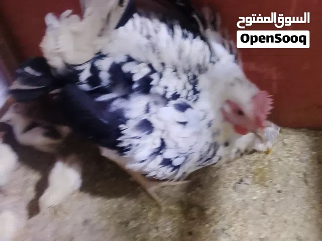 السلام عليكم دجاجه ورد الباقله جواها افراخ كلهن كويتي اثنين فرك والباقيات كلهن مطوق شمسي العدد سبعه