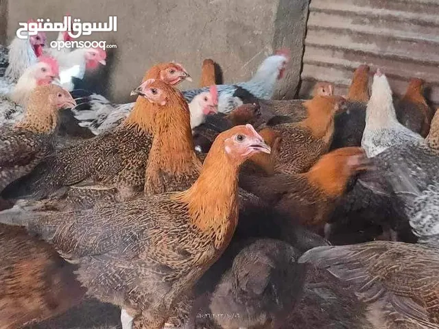 فراخ بلدي فيومي دهبي وفضي برابر على وش بيض وديوك
