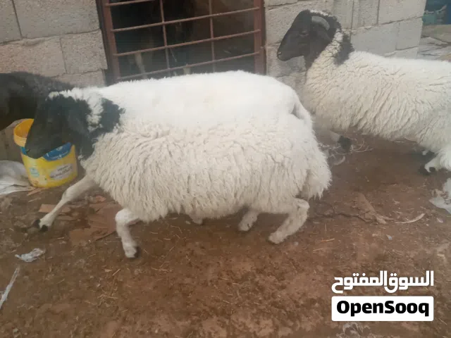 نعجه سلالة الدمان المغربيه والدت تحتهم خروف وفظيمه عمرهم 6شهور ونصف تقريباع ميلادالنعجه سنهااولي جمع