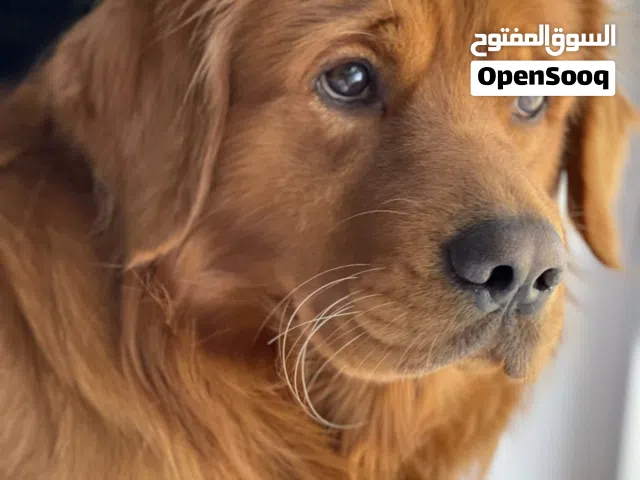 Male golden Retriever available for breeding