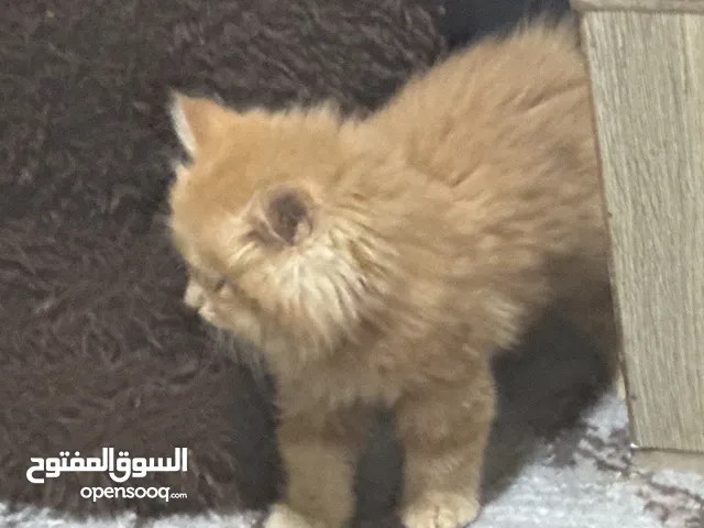 قطط للبيع العمر تقريبا 40 يوم
