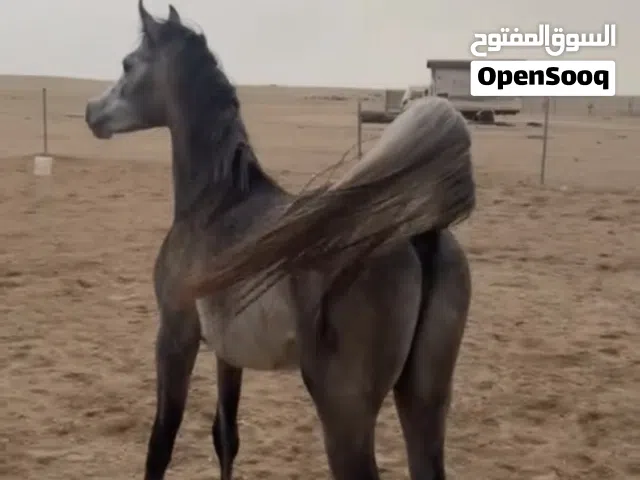 للبيع فلو العمر سنه وشهر الفلو طيبب ولعب ب البادوك ورفعت شليل تنويه الفلو فيه جرح صطحي وما يشكي منه